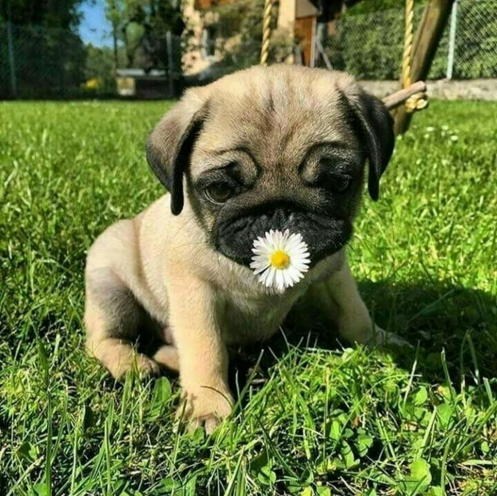 Image uploaded by Giuls