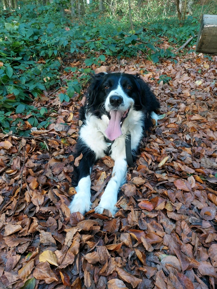 Avez vous un chien ?