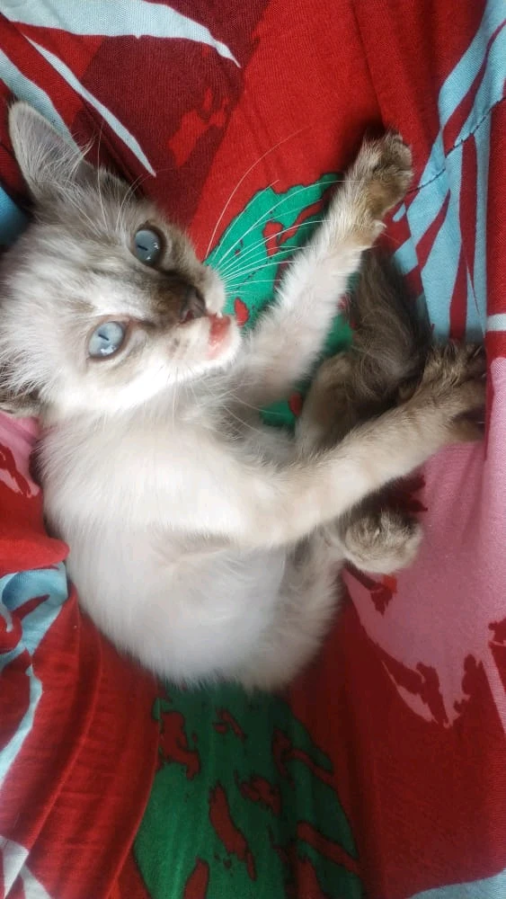 Image uploaded by Lily