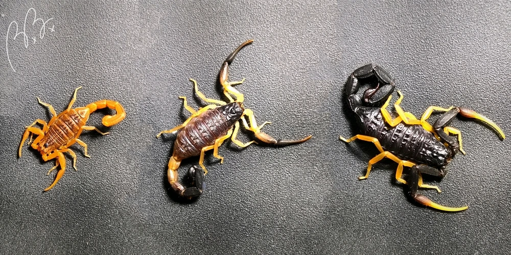 Image uploaded by BEEBEE