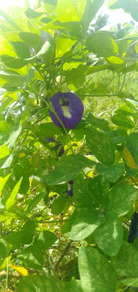 Image uploaded by Nares