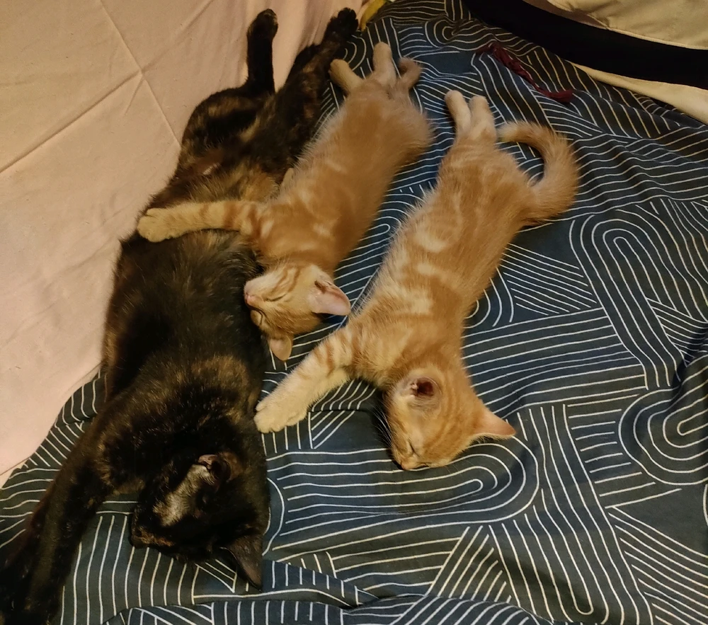 Image ajoutée par Vava