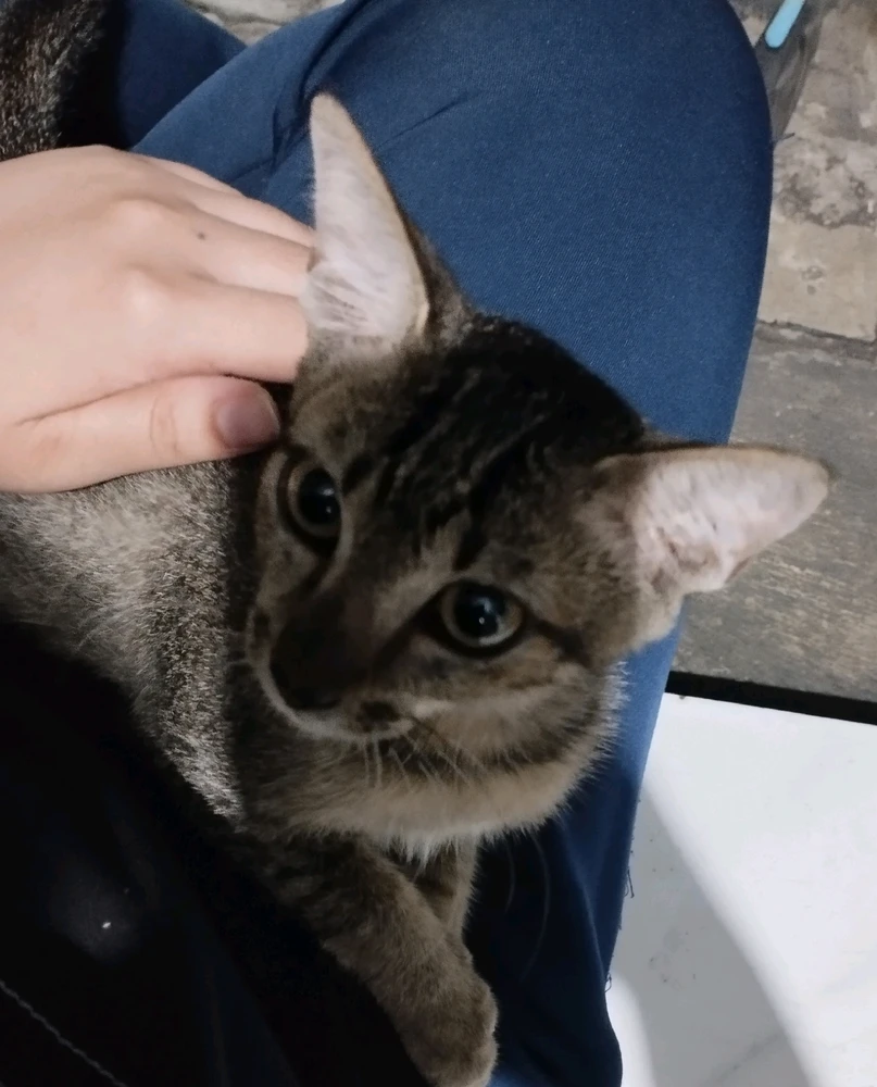 Εικόνα από Olivia
