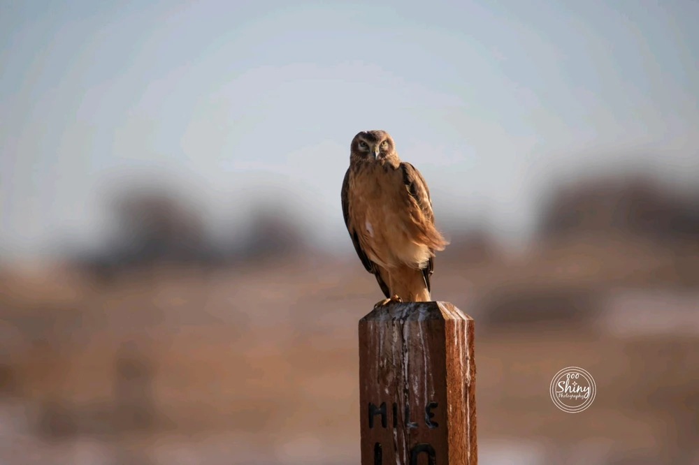 Image uploaded by Jonathan