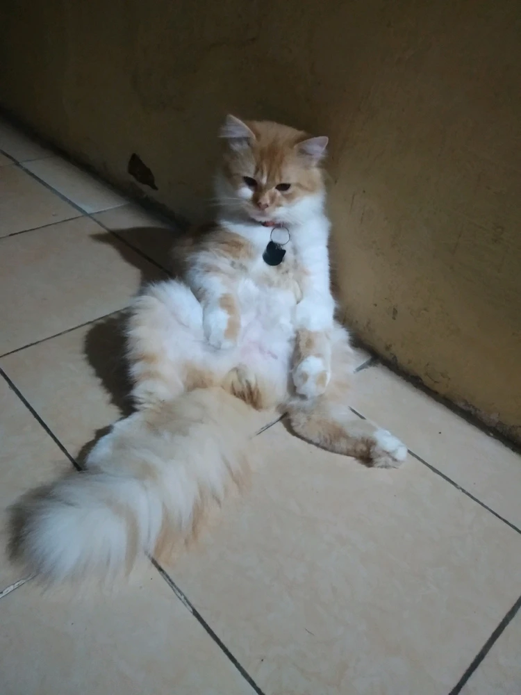 Image uploaded by Dara Rayi