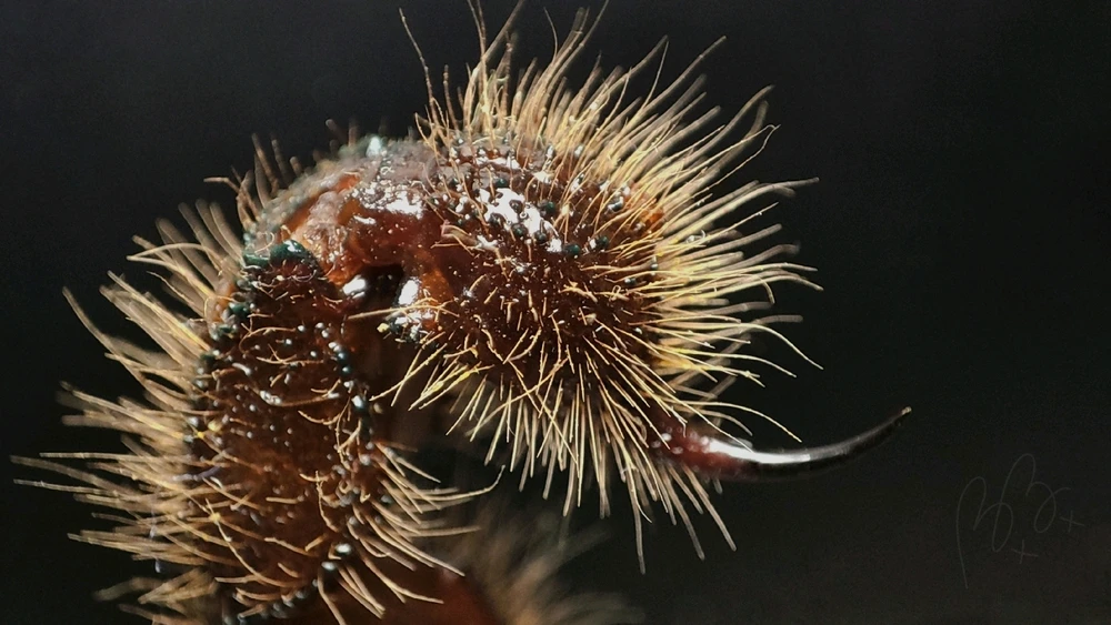 Image uploaded by BEEBEE