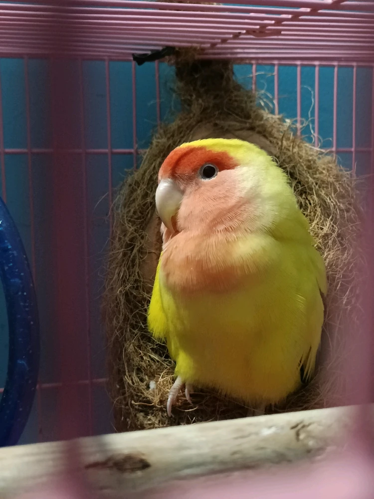 Image uploaded by Khushi Chauhan