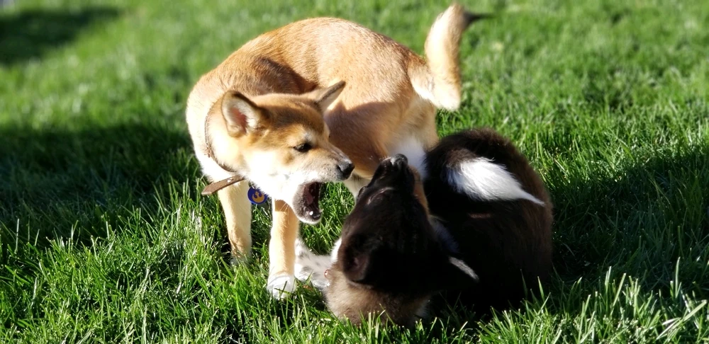 Image uploaded by Phero