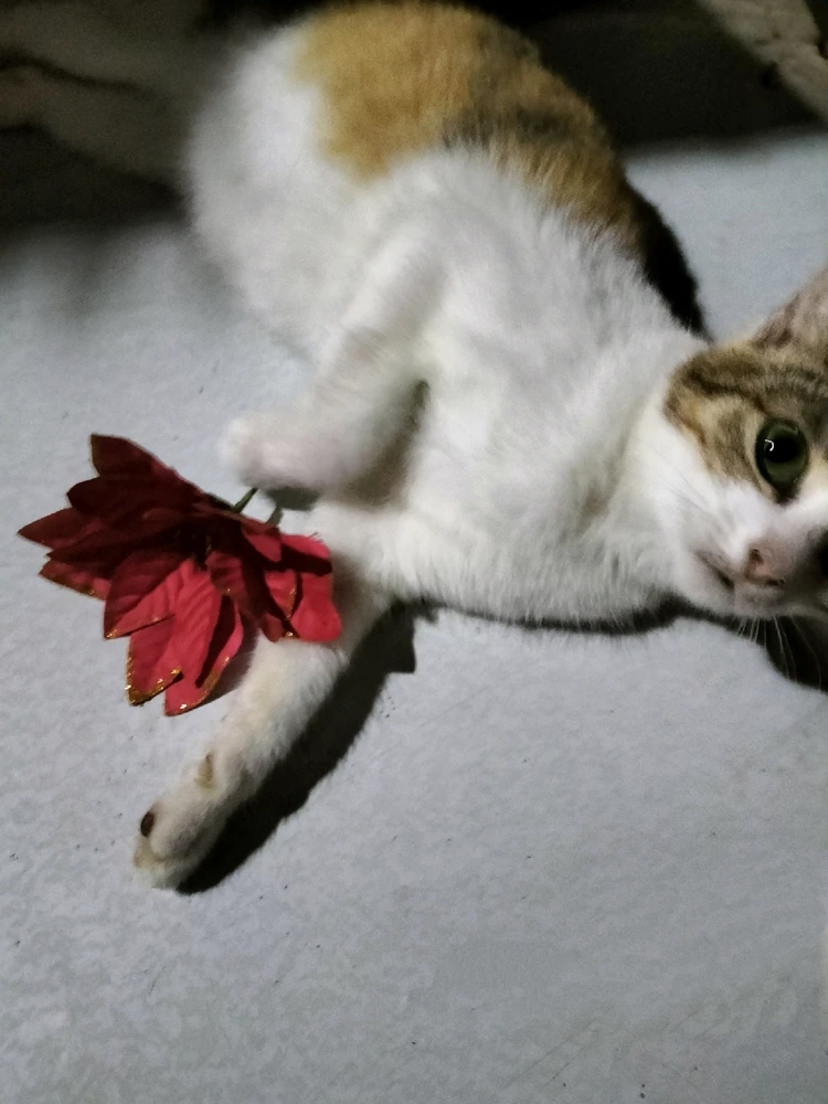 Image uploaded by Kai
