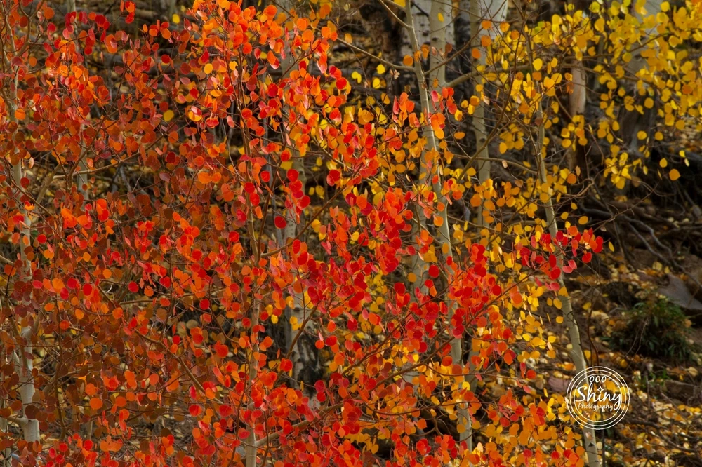 Image uploaded by Jonathan