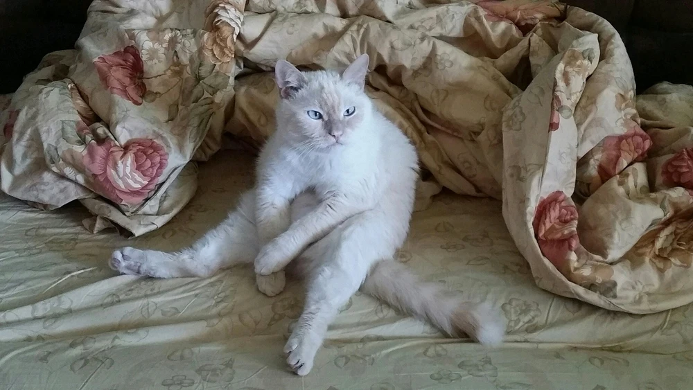 Image uploaded by Евгения