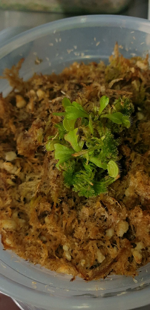 Image uploaded by JAVE