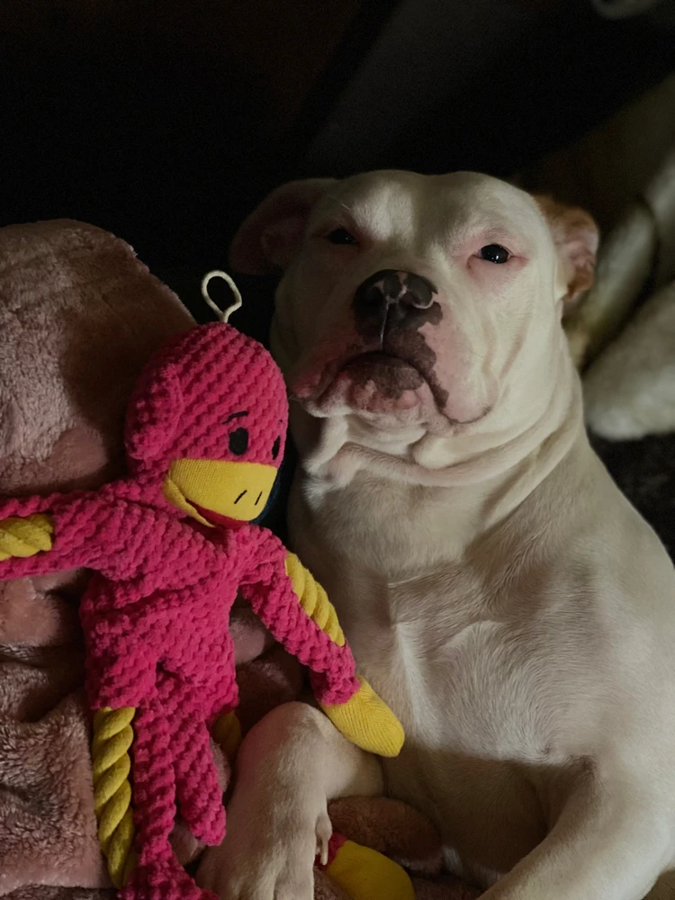 ✨ janet վերբեռնած նկար