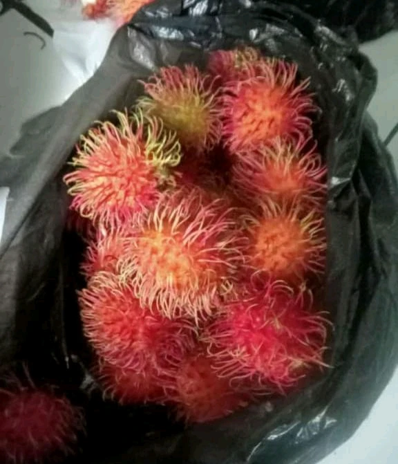 Nazim上傳的圖片