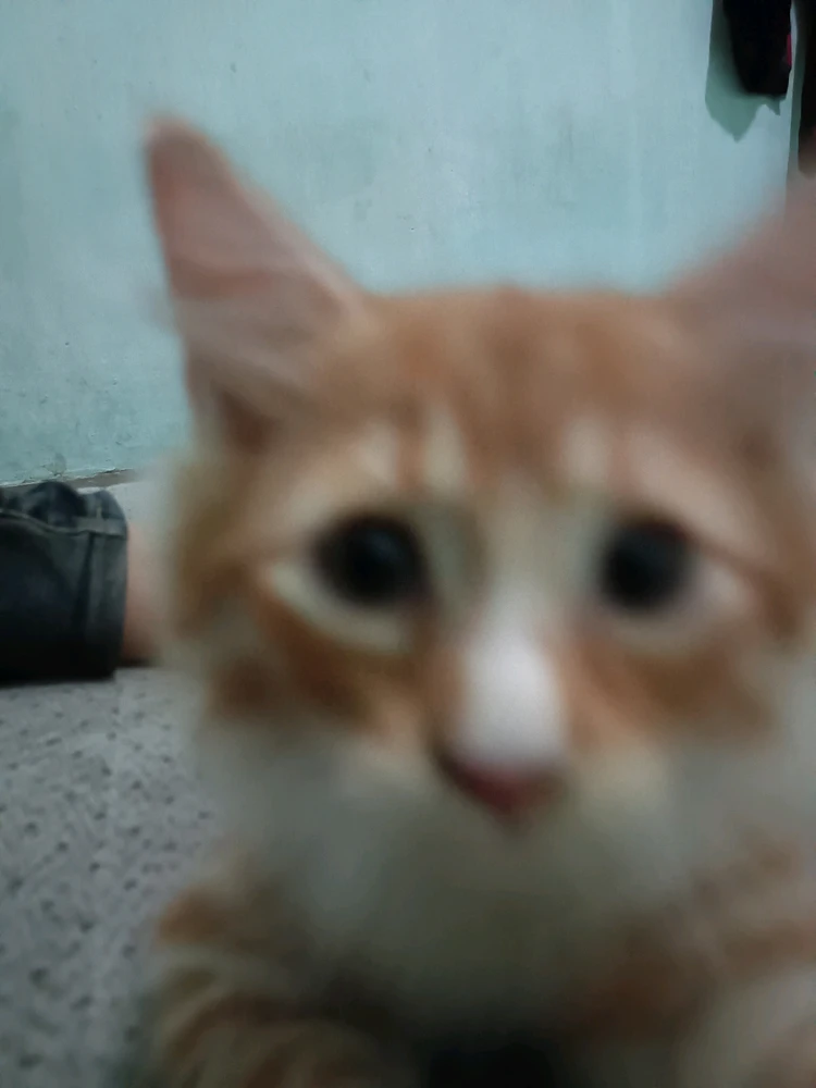 Image uploaded by Etamorfosa