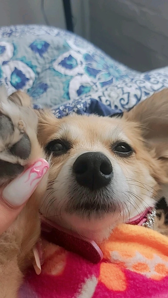 Prent opgelaai deur Noemy