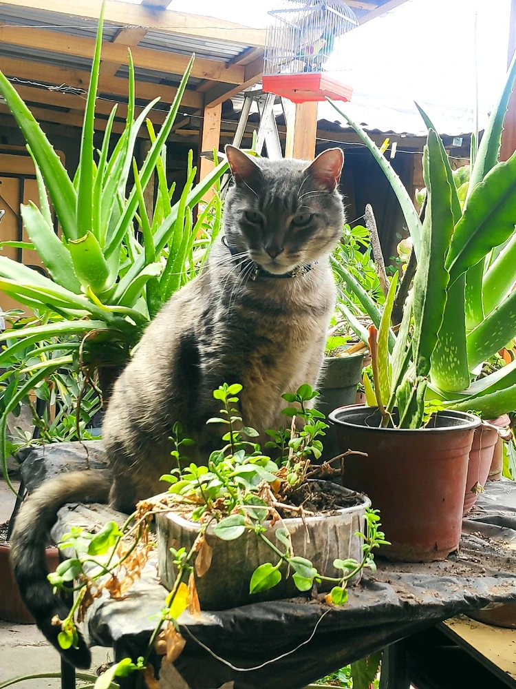 Gi-upload ni Kaaos ang hulagway