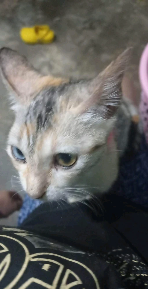 Image uploaded by kheigh