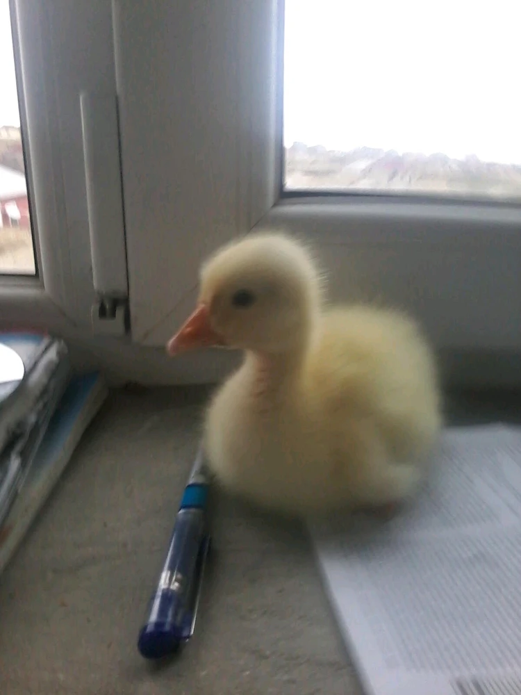 Tural tərəfindən yüklənən şəkil