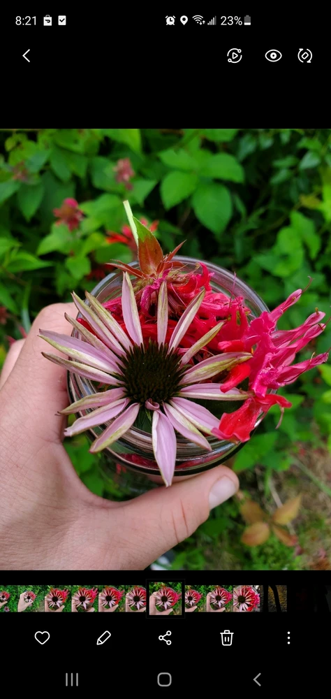 Image uploaded by Fox