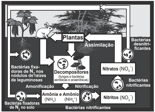 Imagem enviada por Thainá