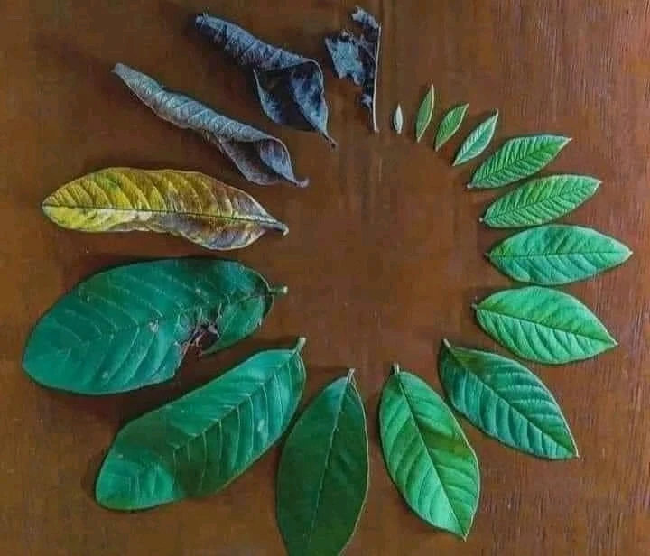 Image ajoutée par Dorian🐞