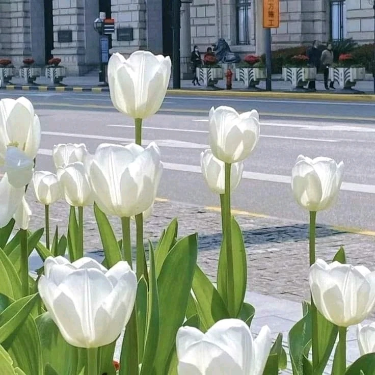 margarette上傳的圖片