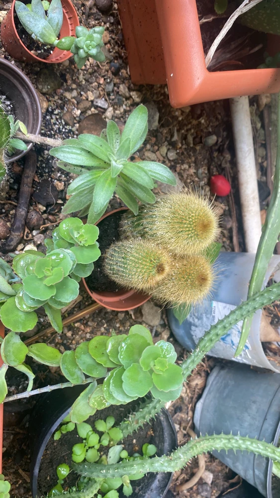 Imagen subida por Angélica Polanco