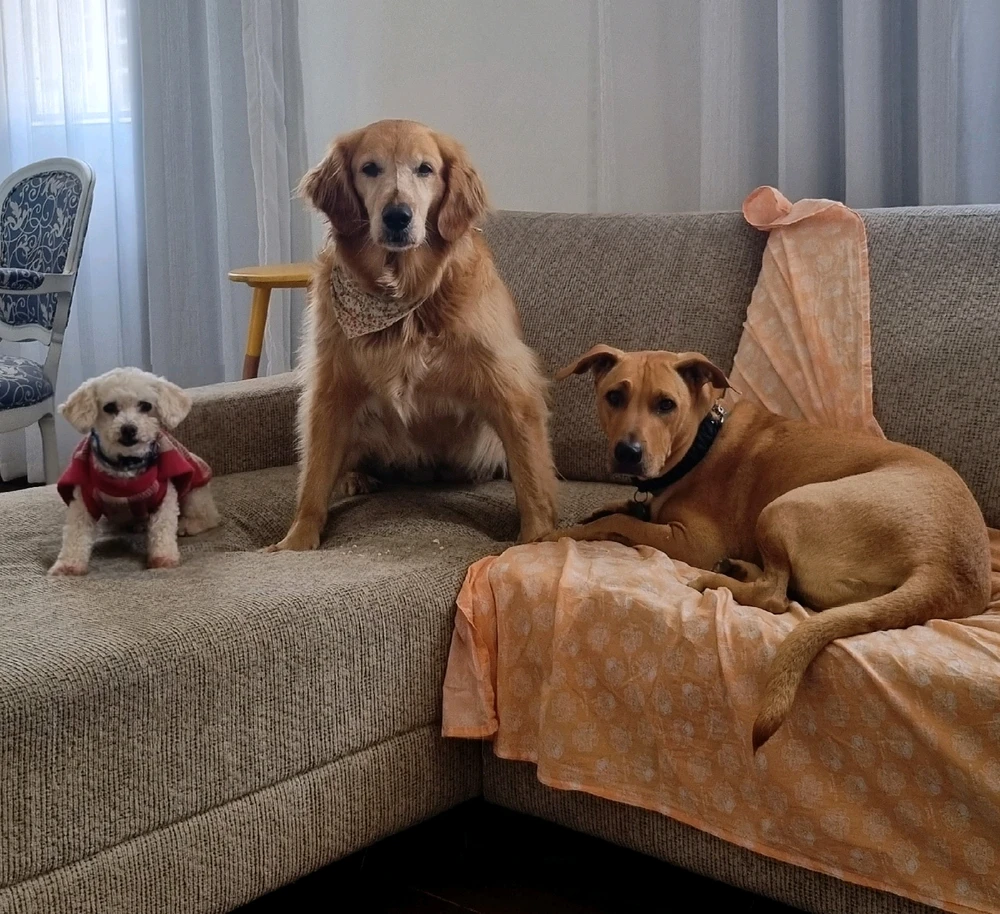 Image uploaded by Henrique