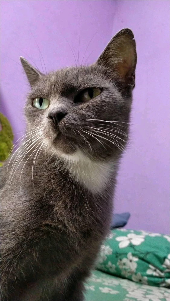 Gambar diunggah oleh Adek