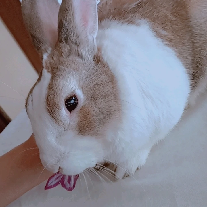 Muestren una foto de su mascota