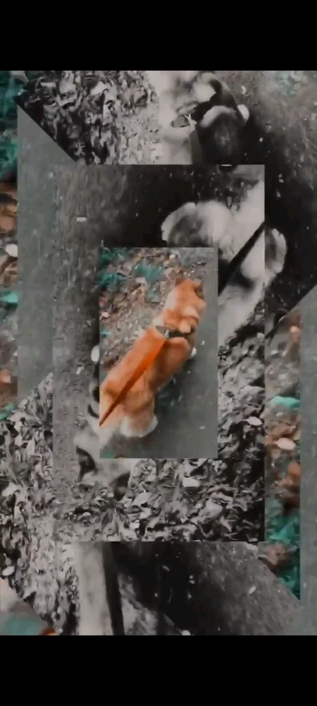 Gambar diunggah oleh Gil