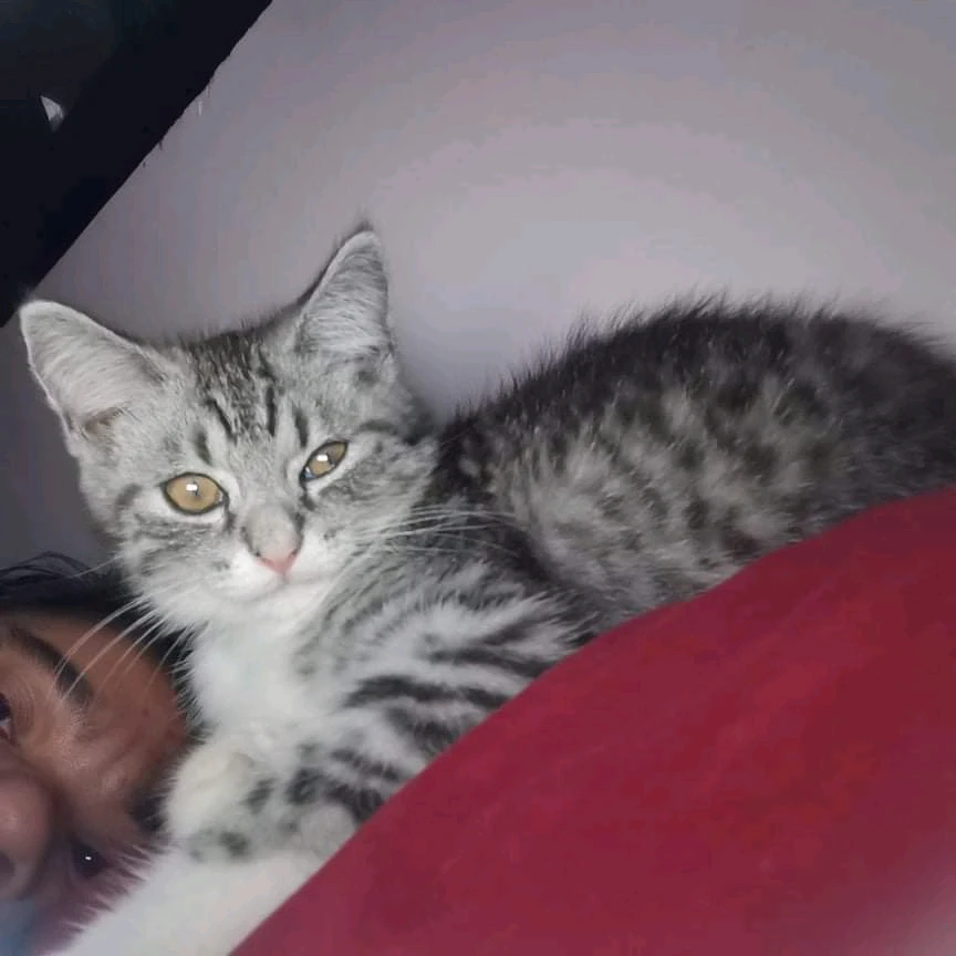 Image uploaded by Arian