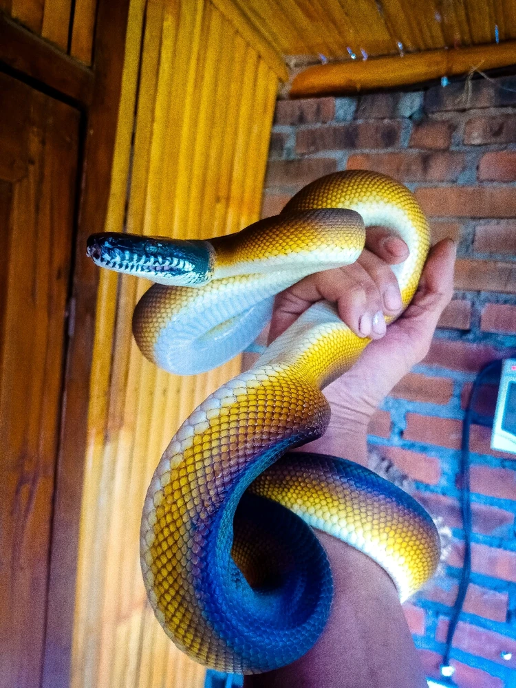 Gambar diunggah oleh Yanuar Rangga