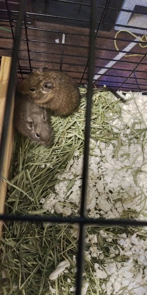 Image uploaded by Shy