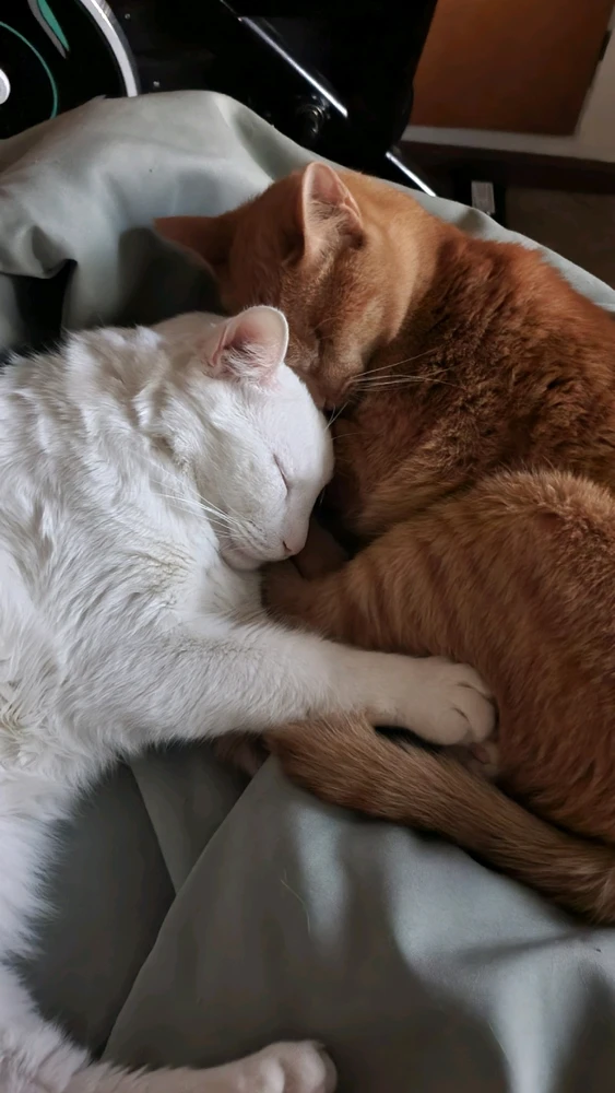 Show me your little friends. I go first 🖤🐈