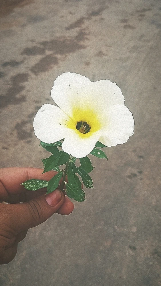 Image uploaded by Ludimila