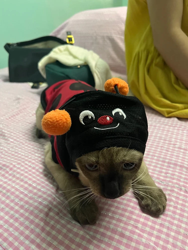 Duab xa los ntawm Maijaja