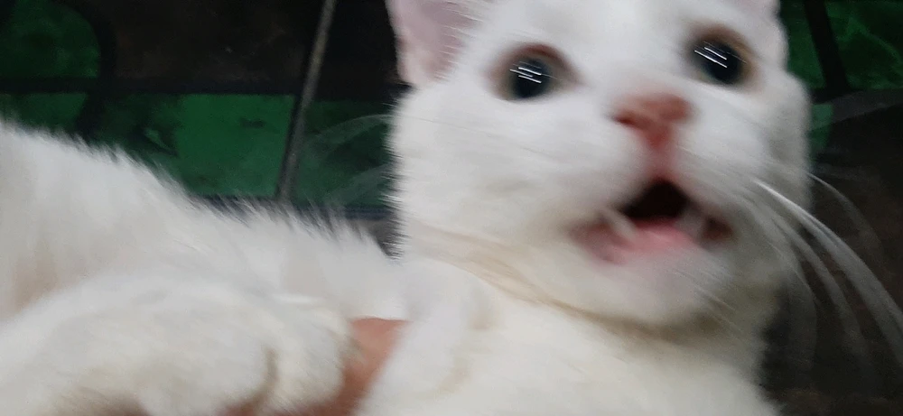 由Meow上传的图片
