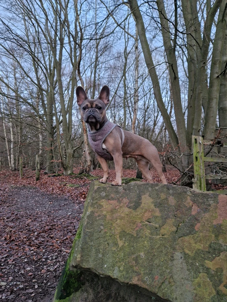 Image uploaded by Callum