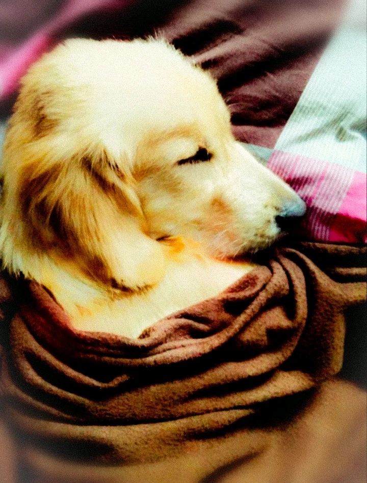 Image uploaded by SOUMIT