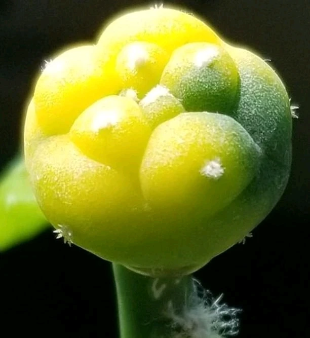 Image uploaded by Salvador Sandoval