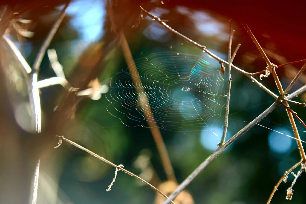 "Между природой и логикой"