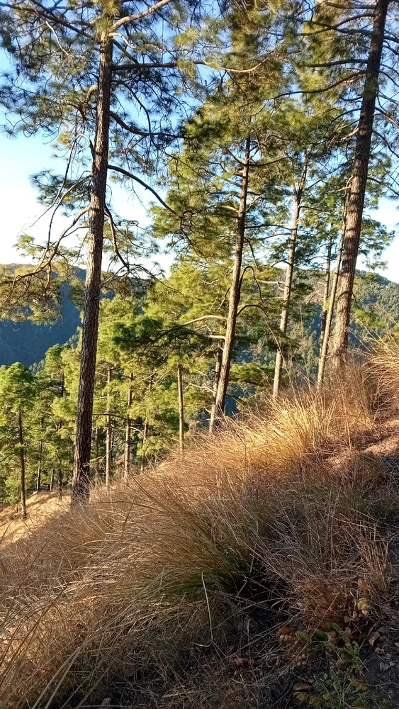 Image uploaded by Gypsy