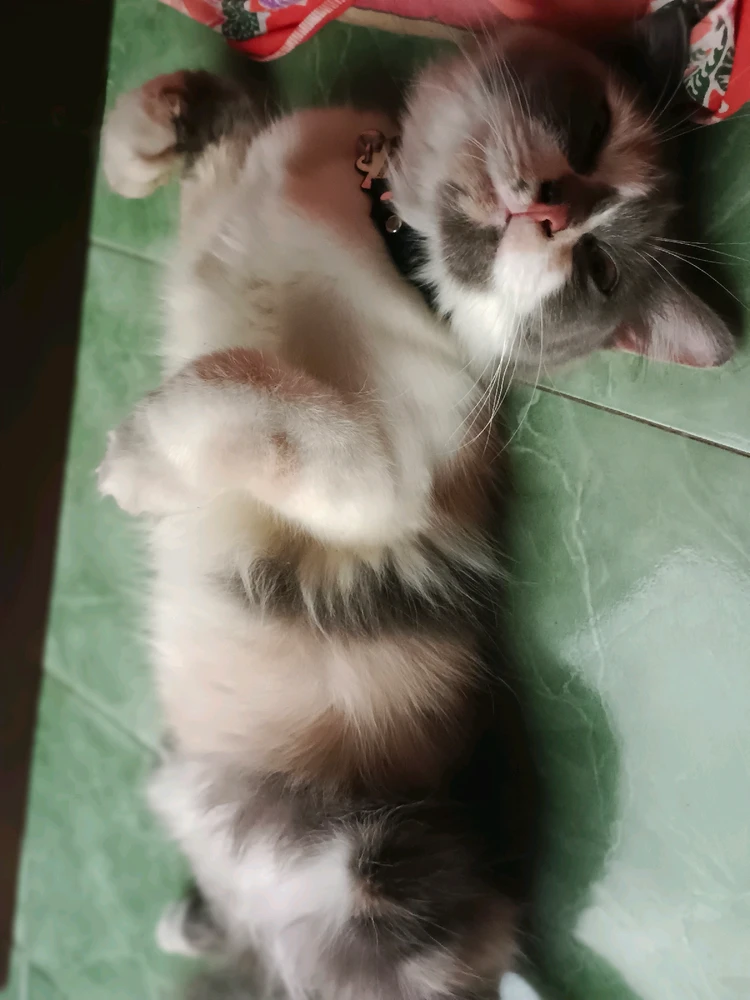 Gambar diunggah oleh Libra