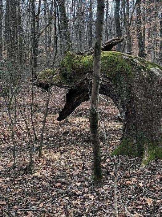 Image ajoutée par Dorian🐞