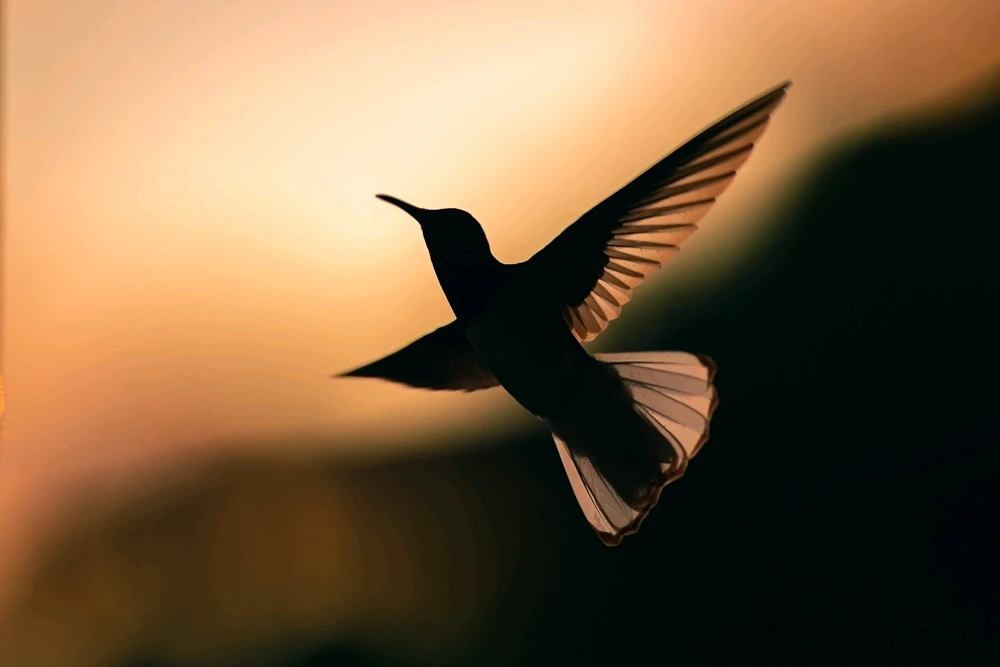 Image uploaded by Envy