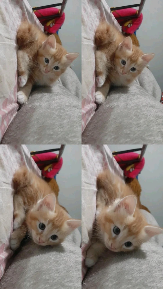 Gambar diunggah oleh Opi