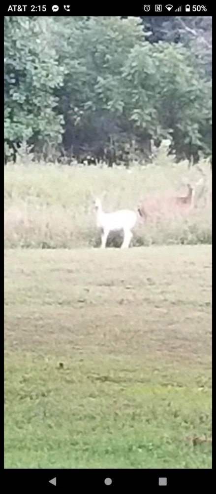 Gambar diunggah dening Elyja