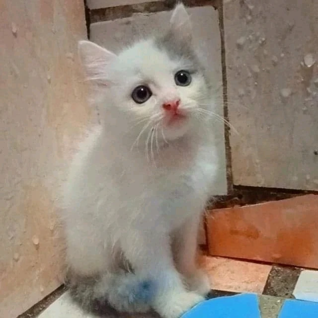 Gambar diunggah oleh Hendra Hendriansyah